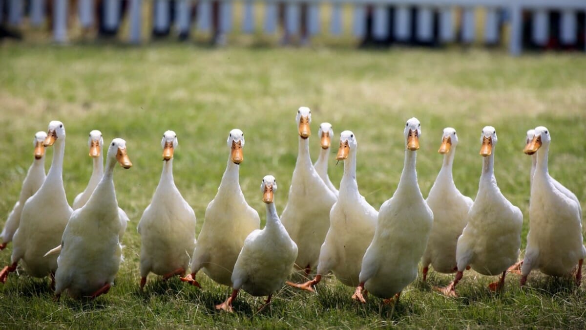 Corrida de patos